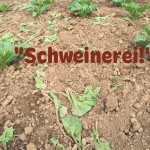 Schweinerei